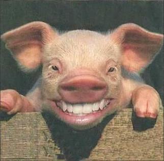 猪都笑了