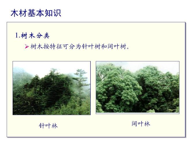 常绿阔叶林和常绿硬叶林的区别的相关图片