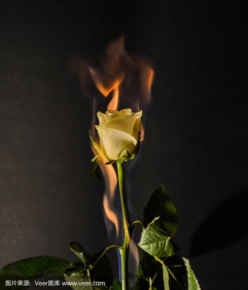 燃烧的玫瑰的相关图片